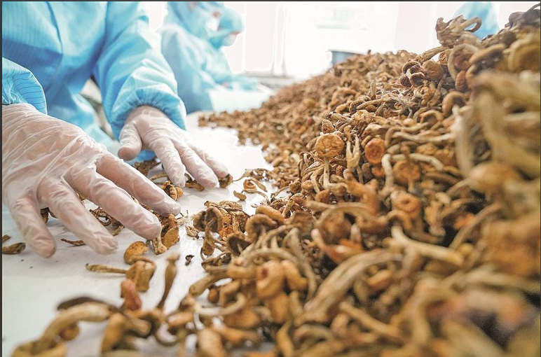 黑龙江：做强农产品精深加工 向...